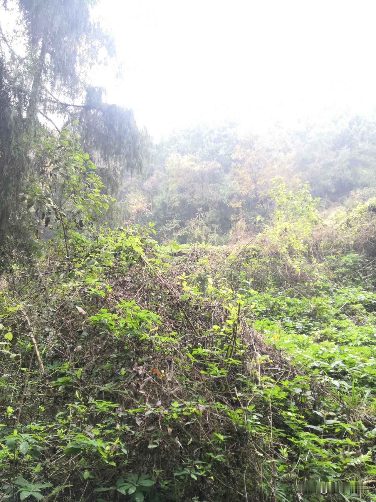 山中的雾很大的，昨天的时候，到山里去，但这是梁子上面的雾也是没有散的一样，冬日的