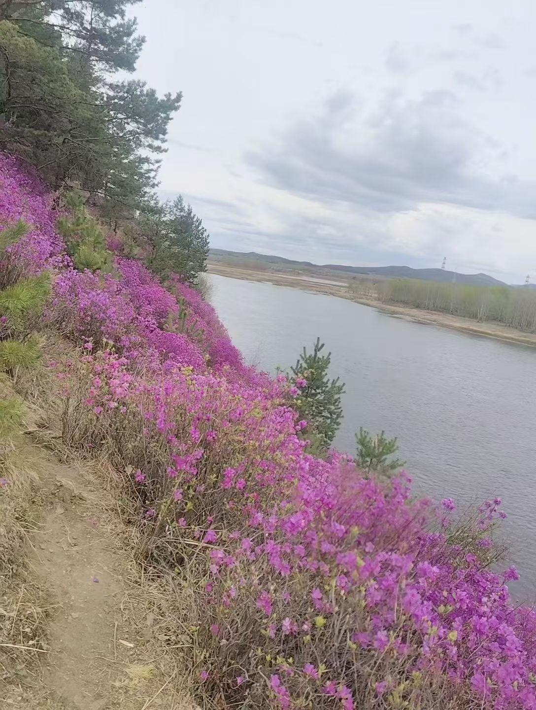 映山红
张红
汤旺河的风充满诗情
拂醉了山边的映山红
花香怡人旖旎了河畔风光
婉