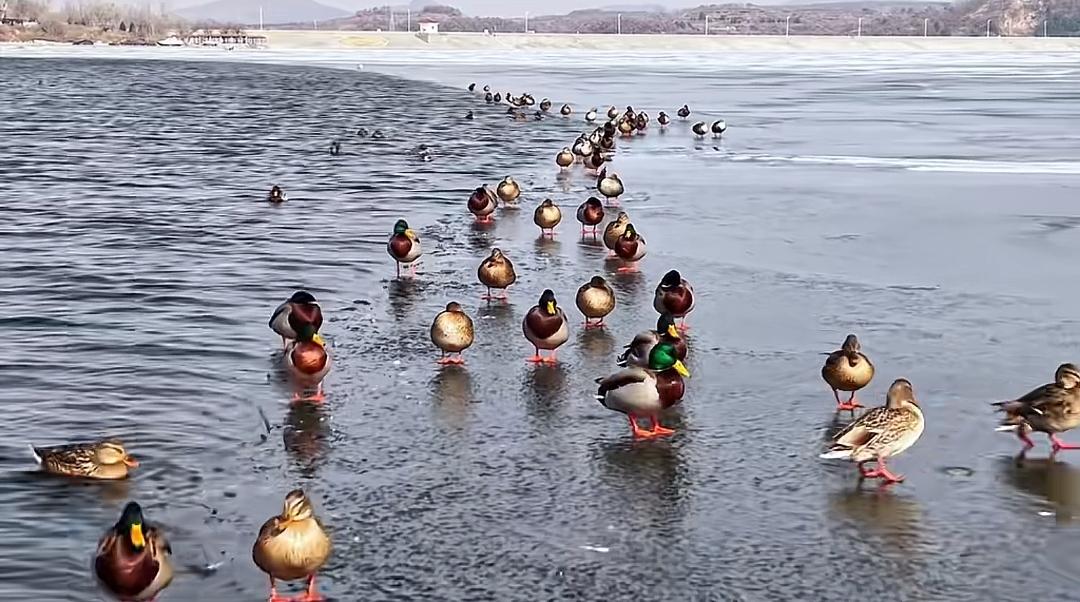栖霞长春湖里的鸳鸯。
图自网络，版权归原作者。