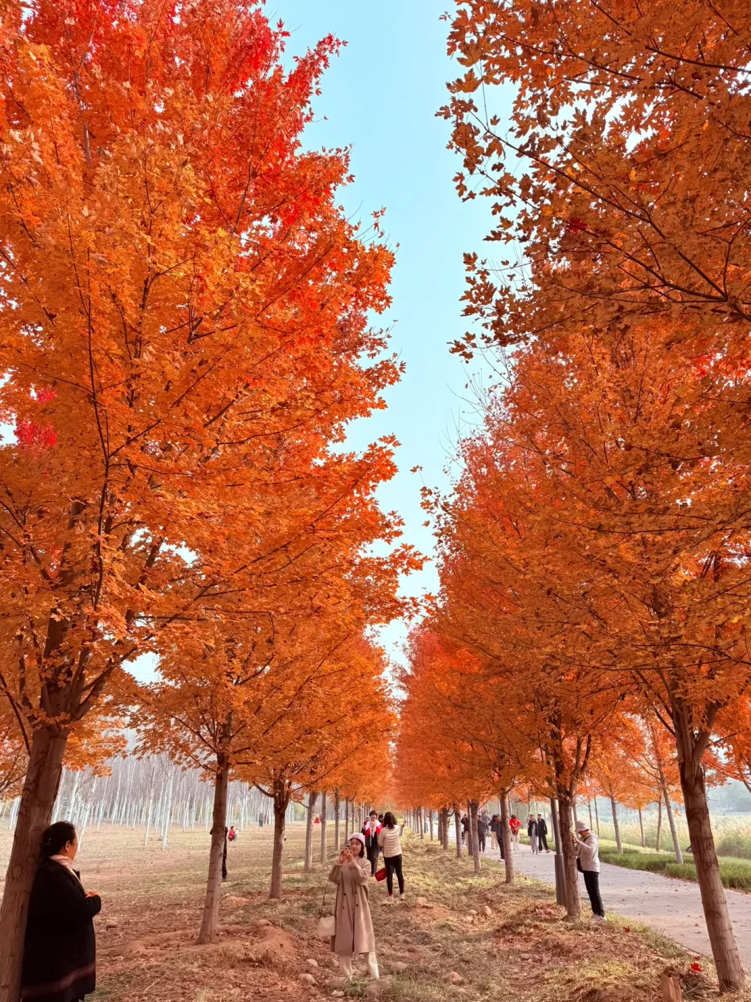 10.29北京红叶实况，总结下，本周可去哪