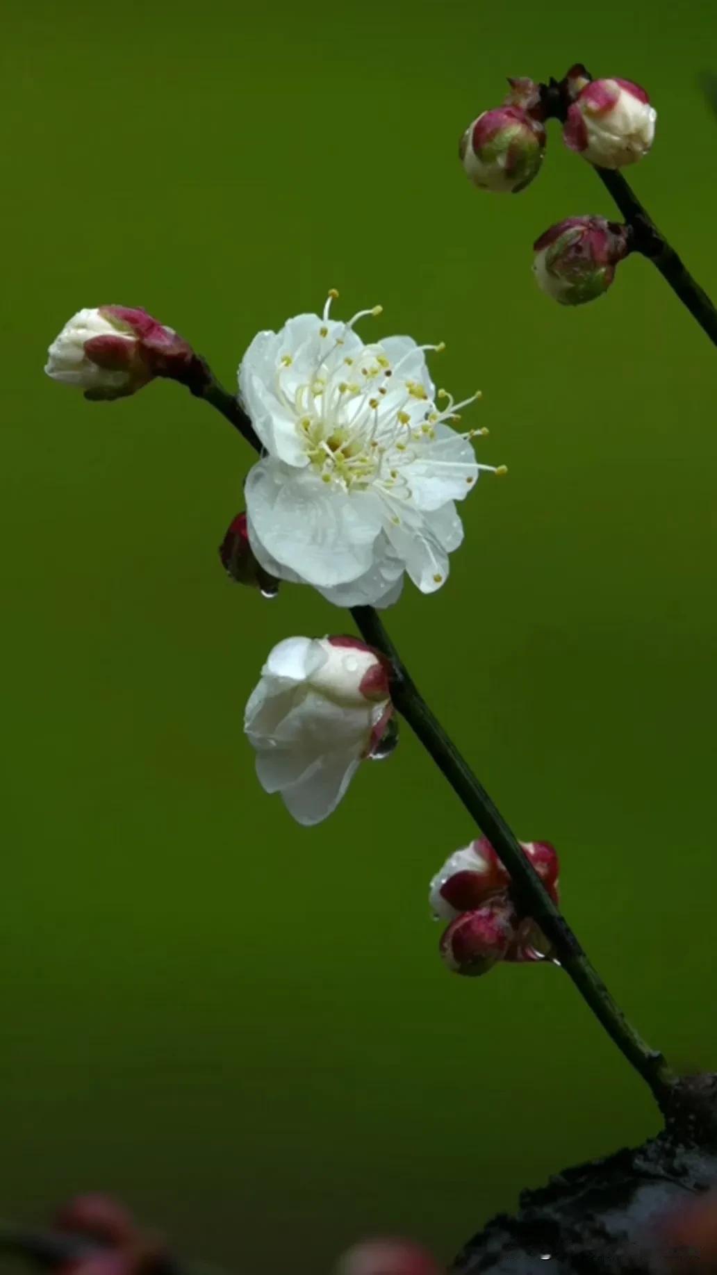 春风拂面来，花香满径开。但花依旧盛开 花开日日如新