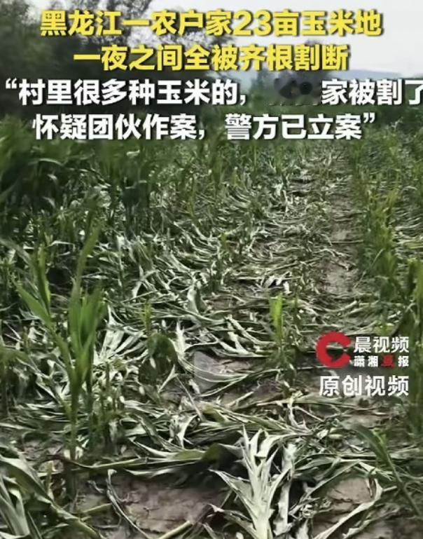 简直丧尽天良！23 亩玉米眼看就要灌浆成熟，一夜之间被人齐根割断，满地倒伏的秸秆