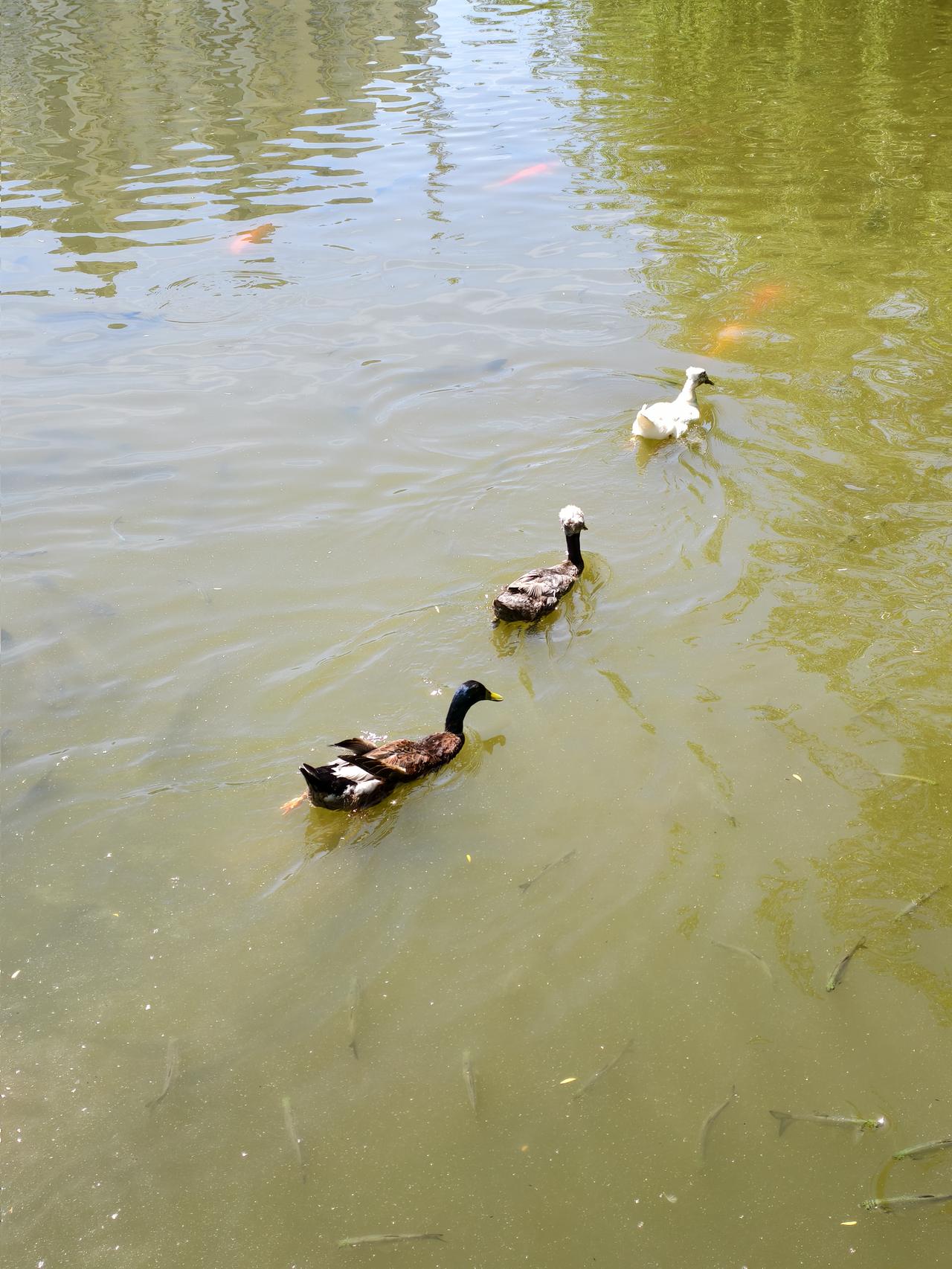 谈不上是作品，只是随手一拍，水中四只鸭子🦆排队前行，其中一只调皮的把头伸进水里