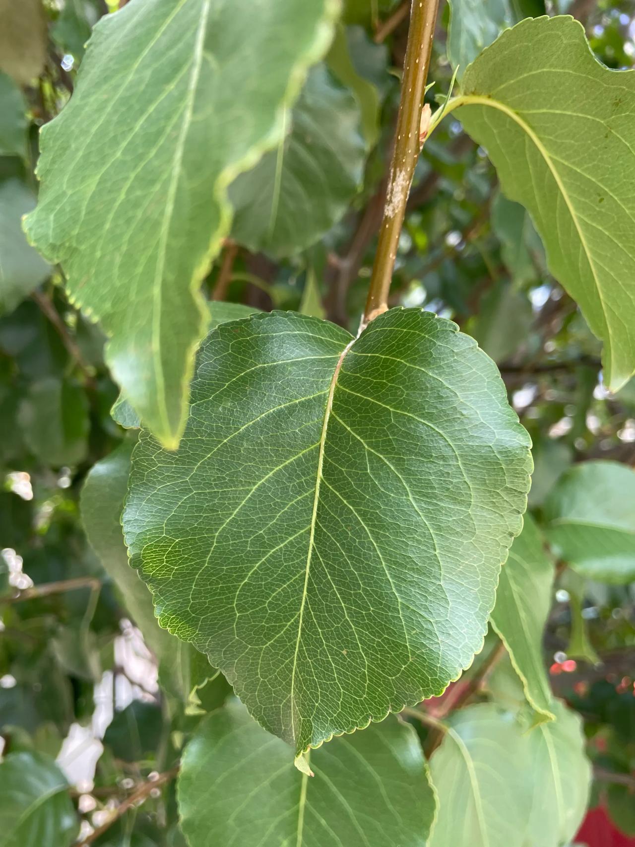 楼下街道上的主要绿化树是海棠，我以前是不认识海棠的，一直以来都觉得梦驼铃这首歌很