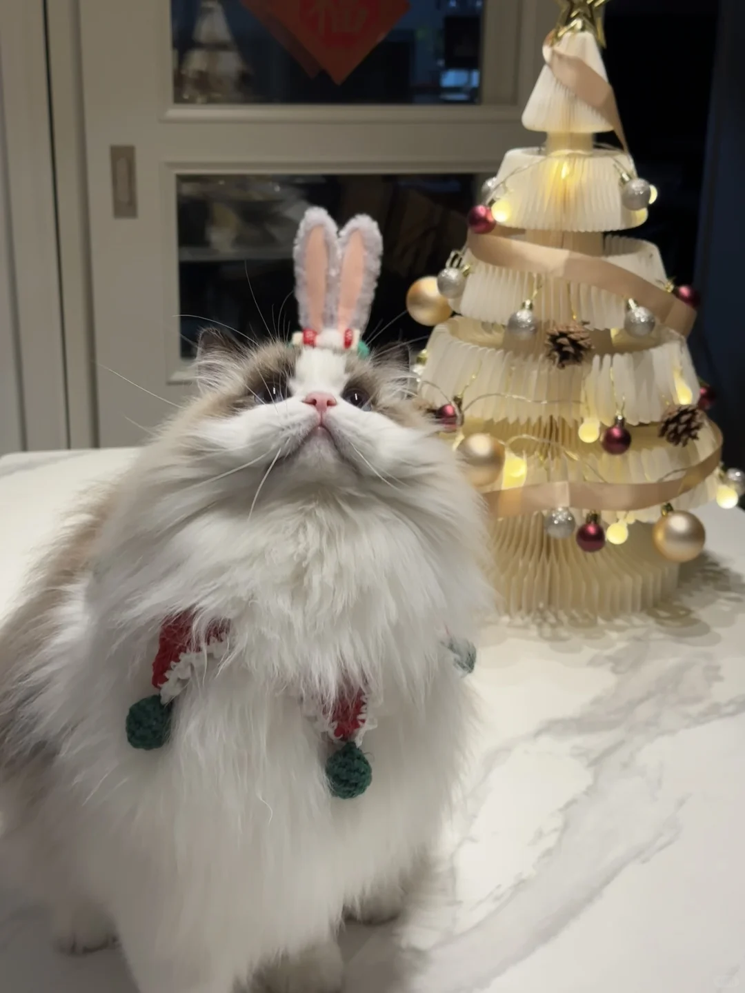 申请当ee的圣诞小猫🙋