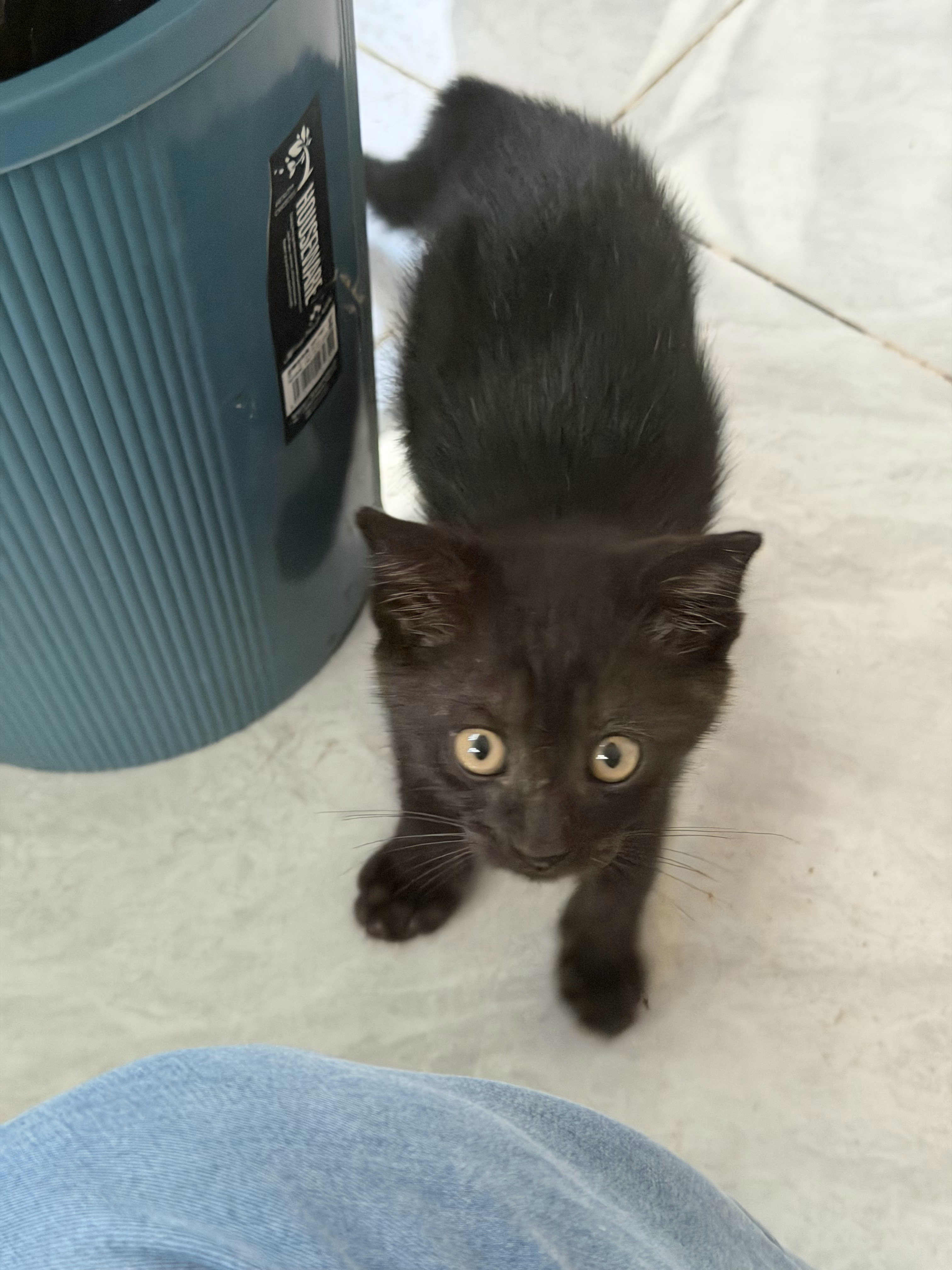 今天来看望领养出去的小猫，前两张图是小时候。 ​​​