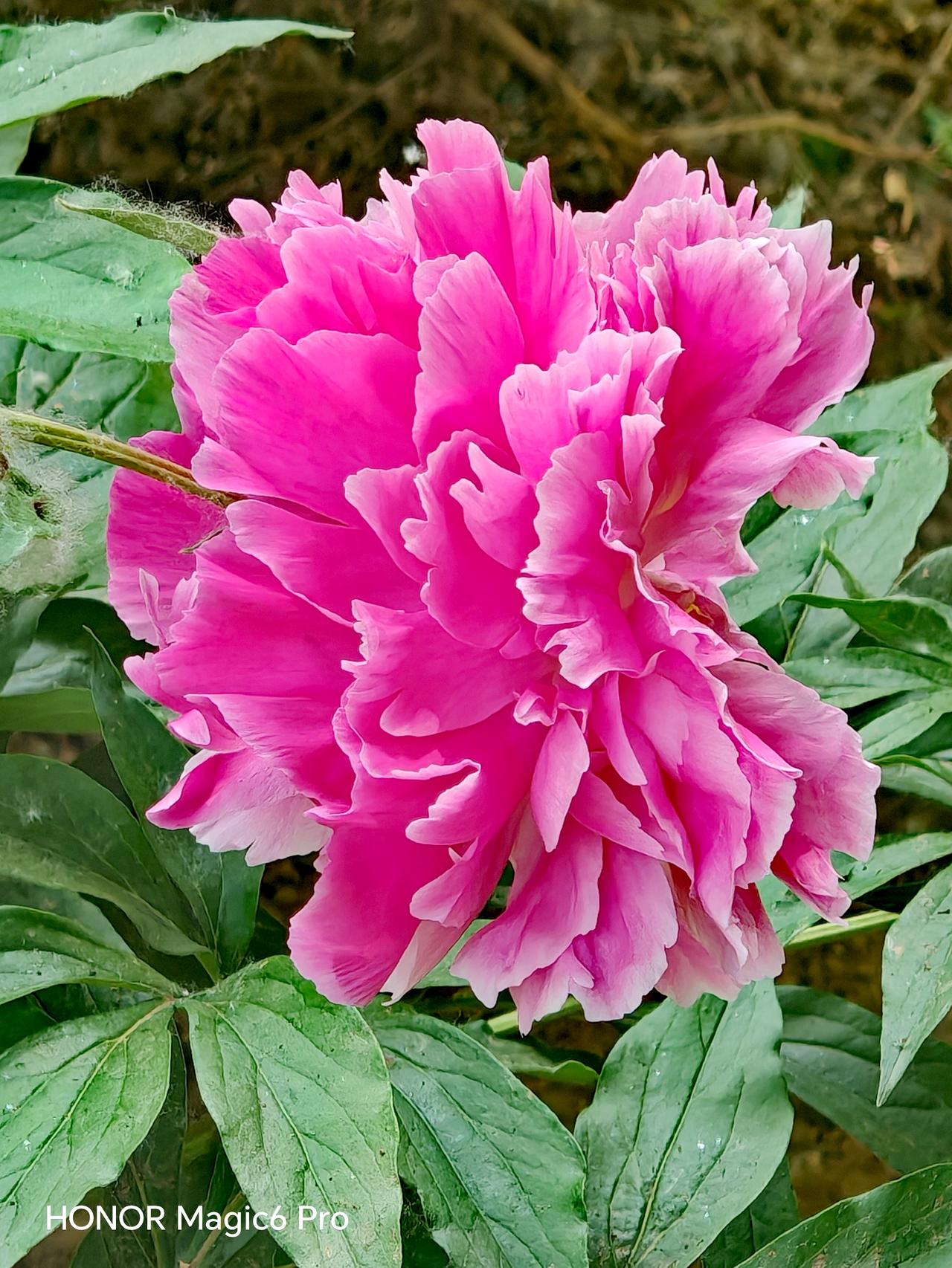 通州漷县镇的运河牡丹园，简直是芍药花的天堂！这里有20万株芍药绽放成粉紫海浪，免