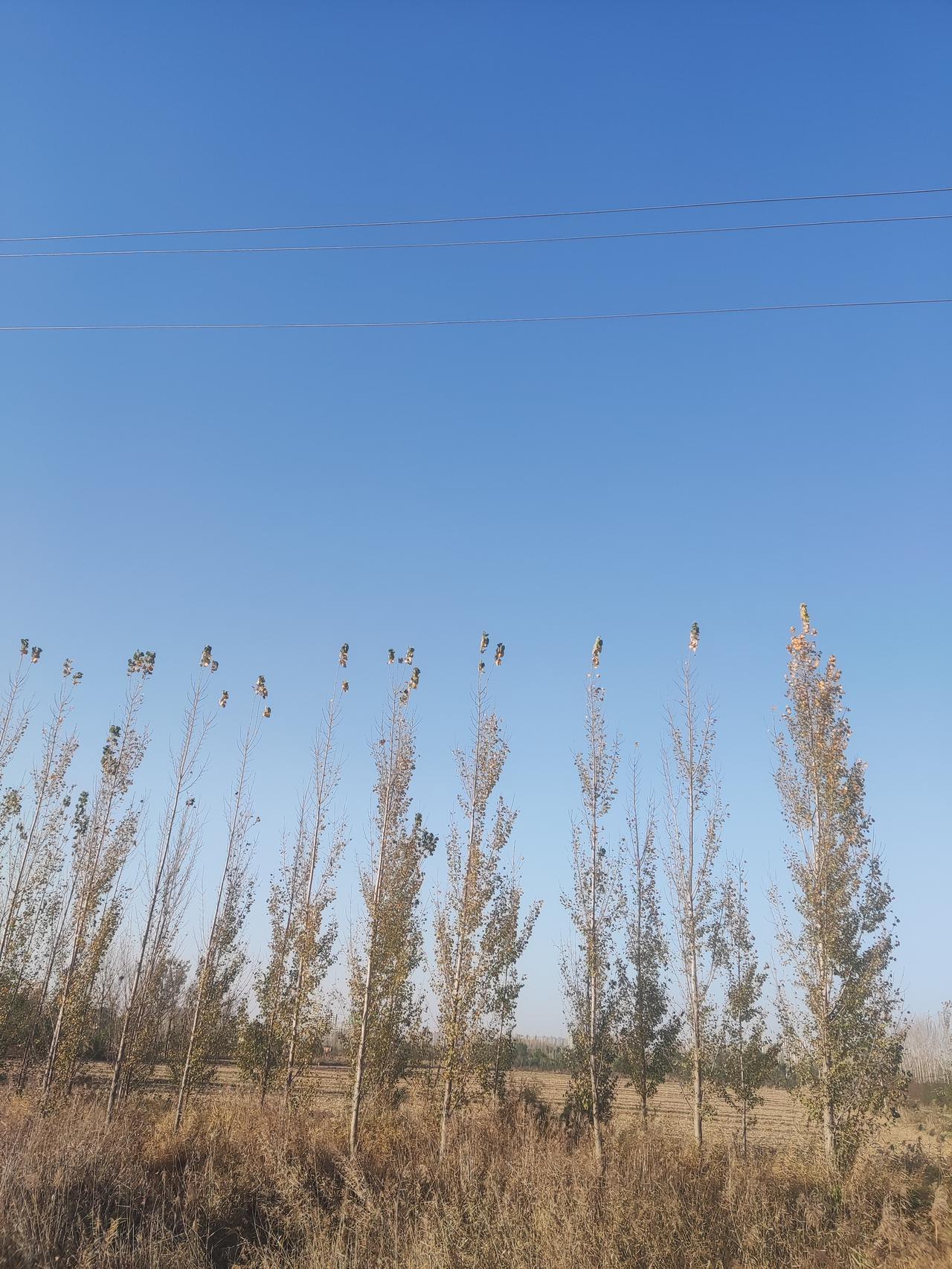 分享我这周有趣的事：寂寞的秋天，但是也很美！你去欣赏秋天了吗？
