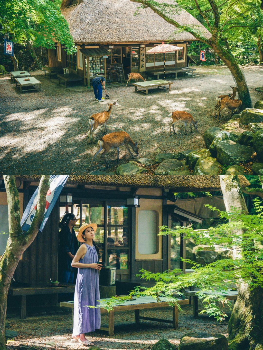 在奈良深处，我找到了梦寐以求的百年茶屋🍵
