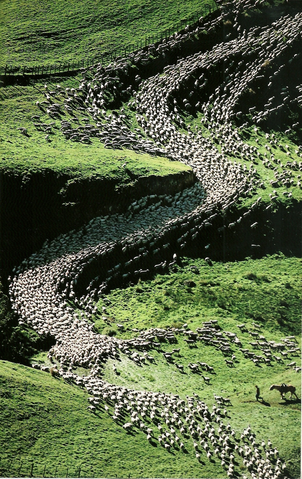 老照片 来源于国家地理1987年5月新西兰的绵羊群🇳🇿🐑 ​​​