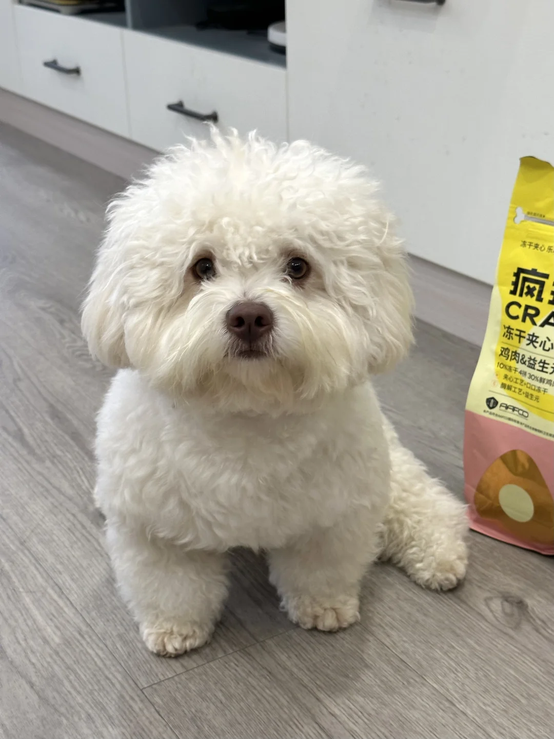 表面上是一只坐等干饭的小狗