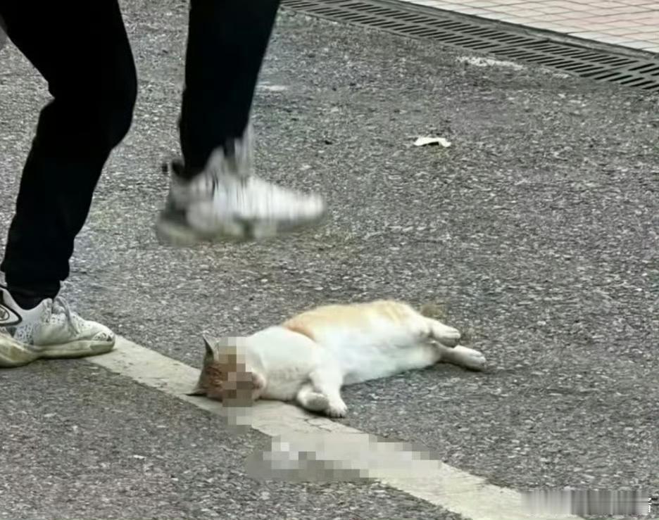 连小动物都不爱怎么能确定他爱学生？中学教师当众踩死猫被停职。

邵阳县第二高级中