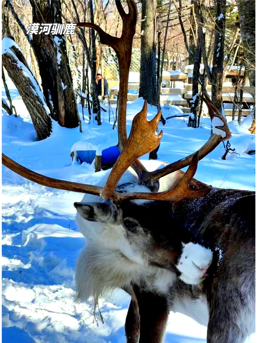 一路向北❄️去漠河追极光之旅【行程攻略】