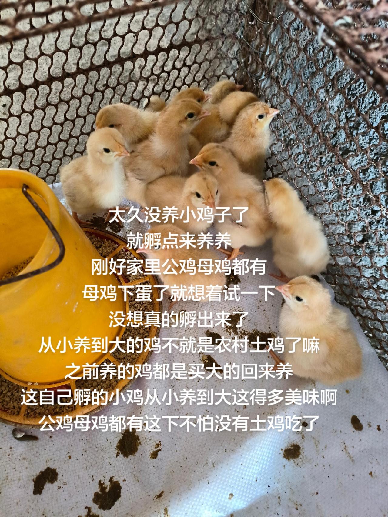 太久没养小鸡子了
就孵点来养养
刚好家里公鸡母鸡都有
母鸡下蛋了就想着试一下
没