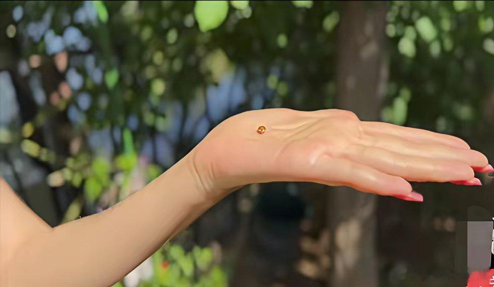 霍思燕给大家介绍她养的上万花朵的月季王，一只瓢虫落在她身上，她很小心地把瓢虫托在