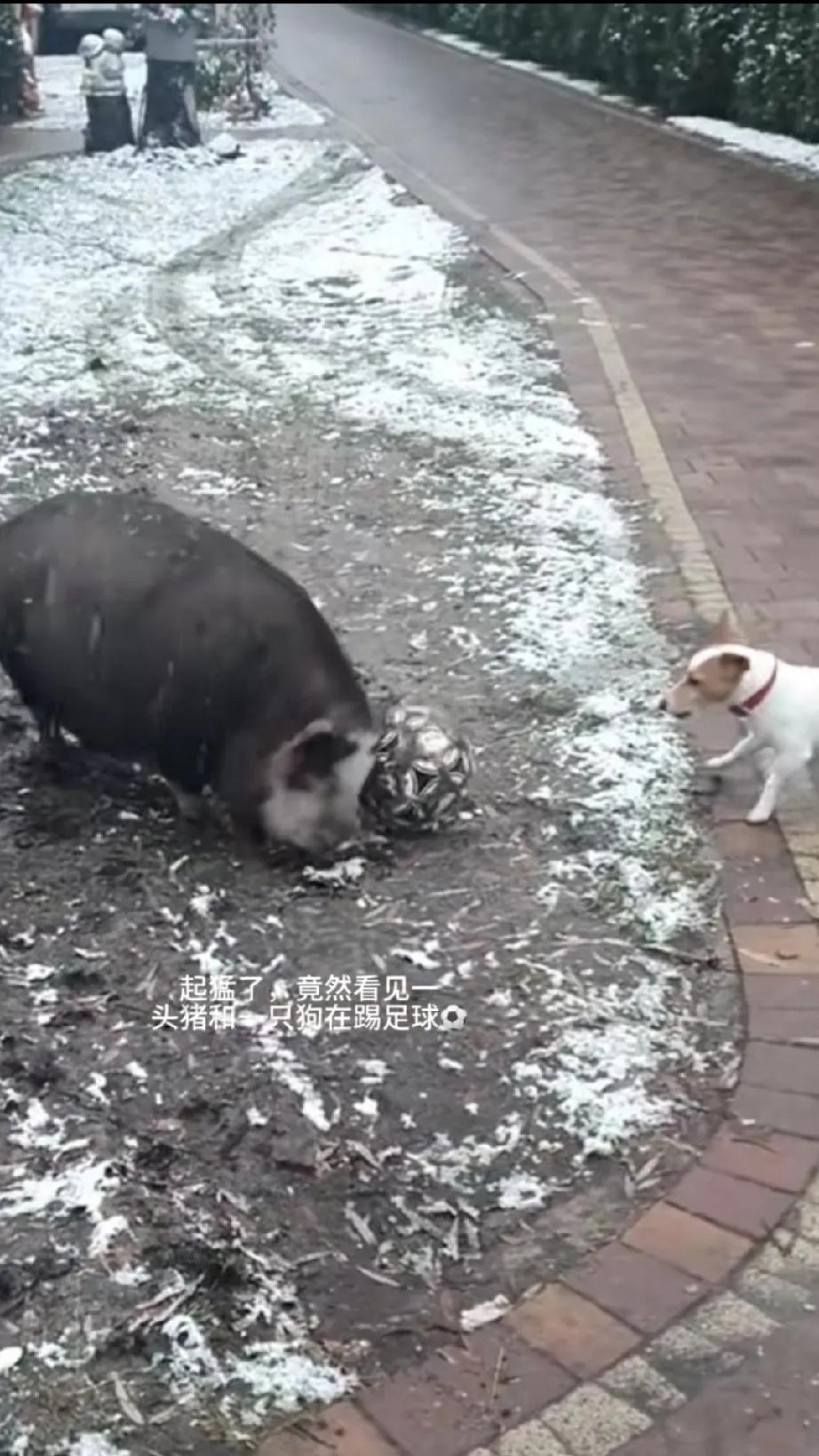 这个世界真的太疯狂了，没想到一只猪和一只狗竟在下雪天玩起了踢足球。
网友张扬（化