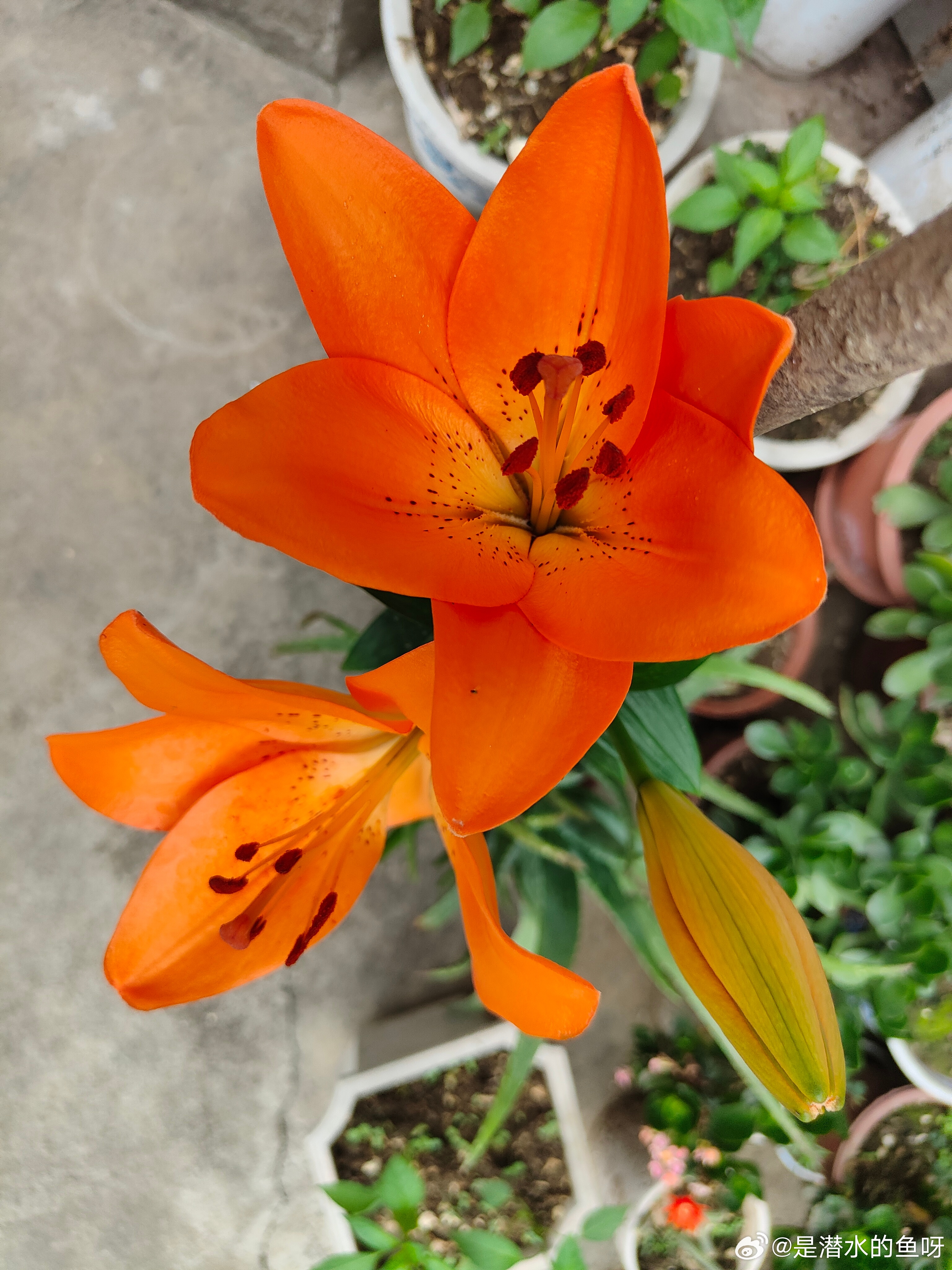 每日一善 善如春雨，细密无声却滋养万物；善如冬阳，温和无力却融化冰雪。最持久的力