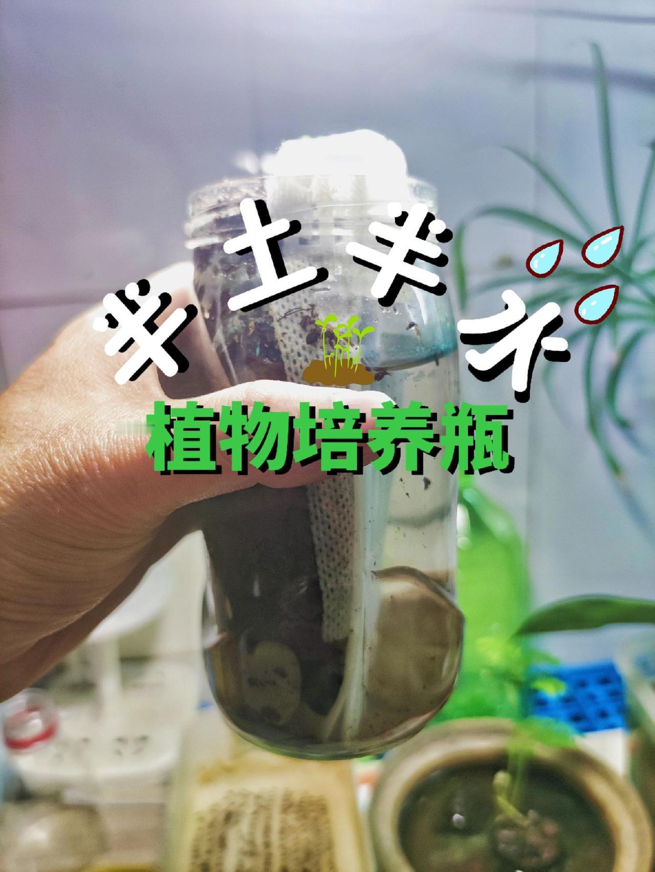 🌱名字：半土半水植物培养瓶
🧄材料准备：玻璃瓶（吃完的水果罐头）、网格板（蜂