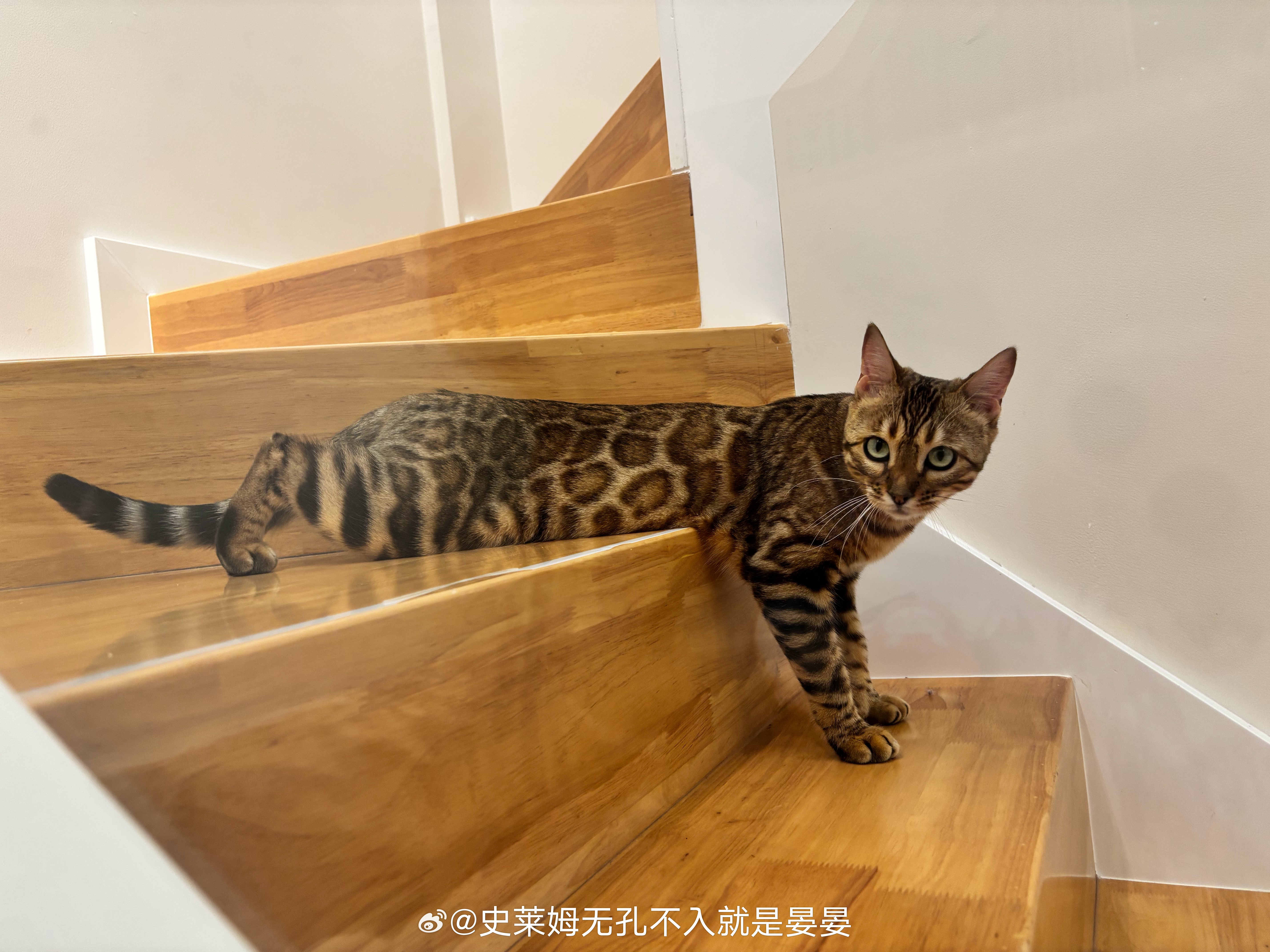 每天解锁一种新鲨鲨……这可能是猫和老鼠看多之后的拟态 ​​​