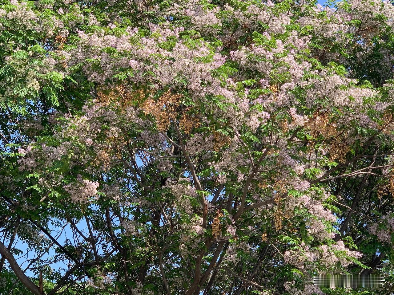 #晒晒你随手拍下的花#