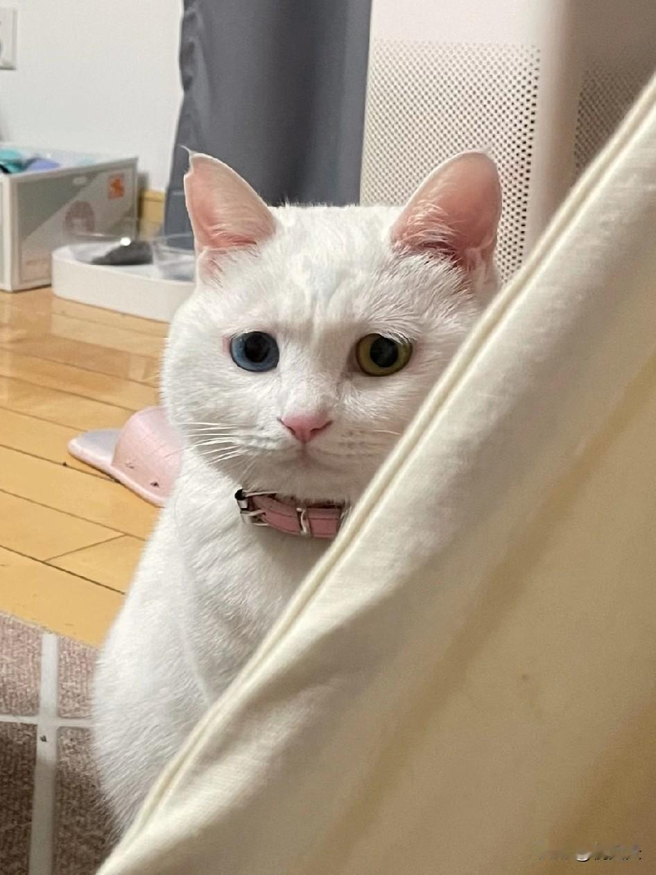 我和老公只要闹矛盾，他就拿我的猫撒气，扯着嗓子说要把猫扔掉。更让我气不过的是，我