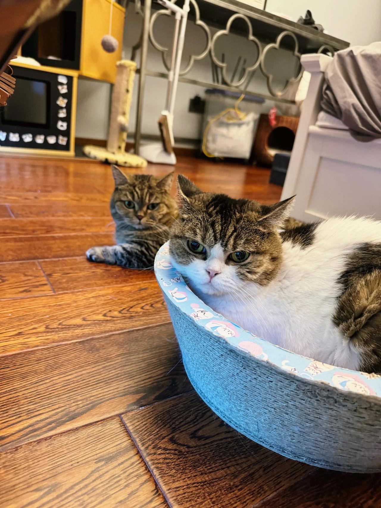 猫宝和猫妈，感情真好！#猫咪# #萌宠#