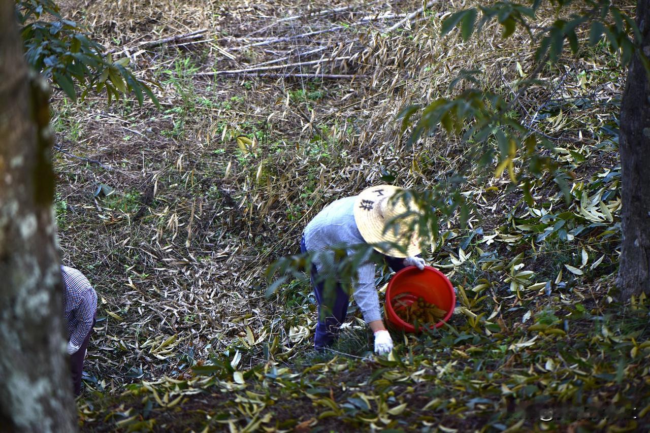 农村最近有些忙，就是忙着采收山核桃。我的朋友都知道，每年这个季节我都在忙着打山核