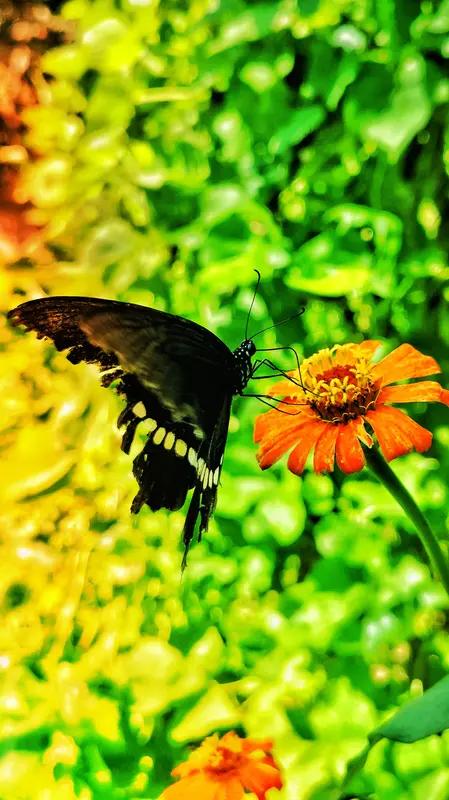 谷谷这首诗“雨打轩窗、蝶舞花丛，我乘微风、嗅你香浓”，着实将浪漫演绎到了极致。就