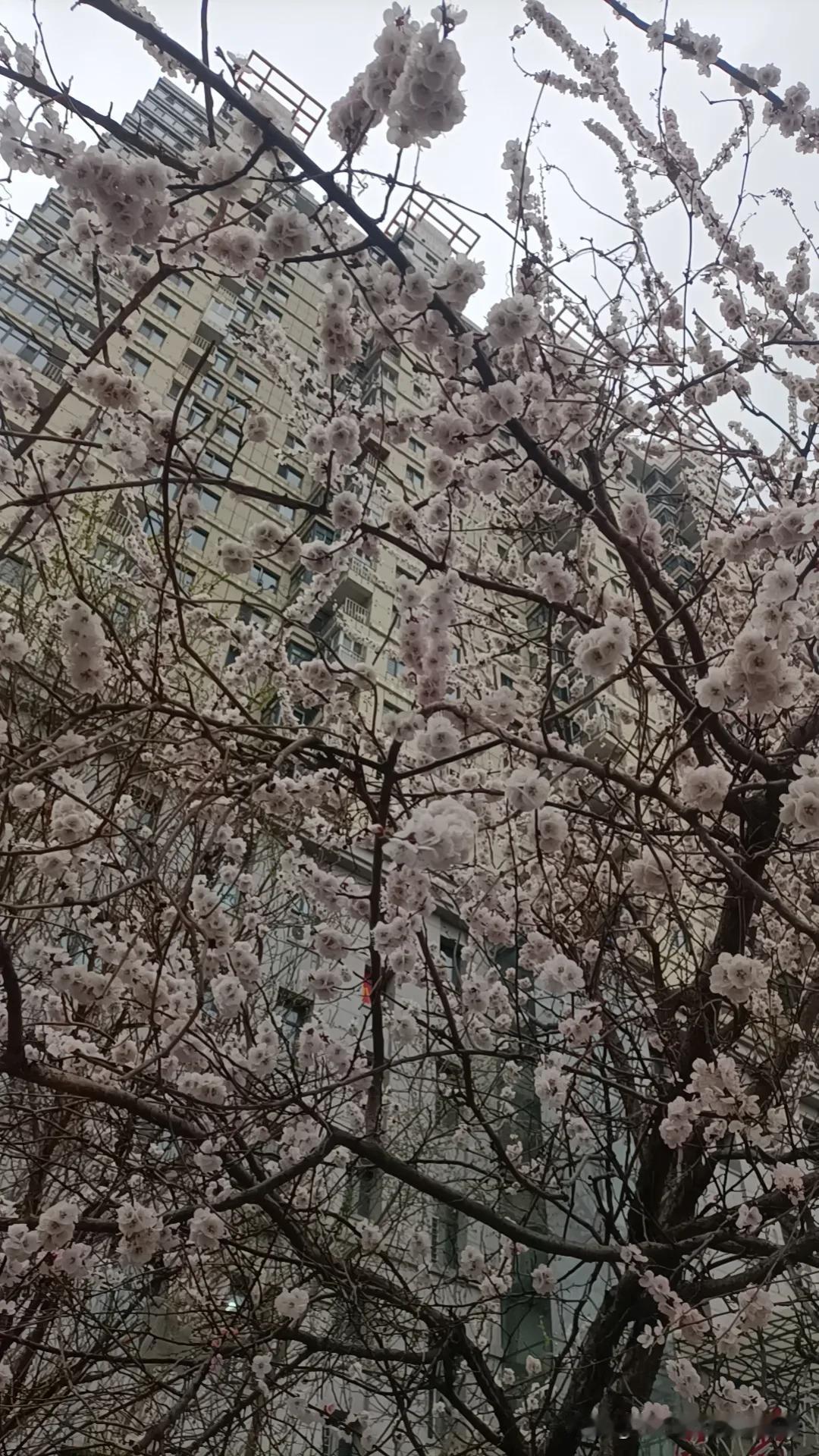 假期余额不足
心里居然有点慌慌的
放假五天
好像什么都没干
细想一下
就洗了被褥