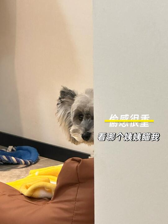 交出一张偷感很重的照片