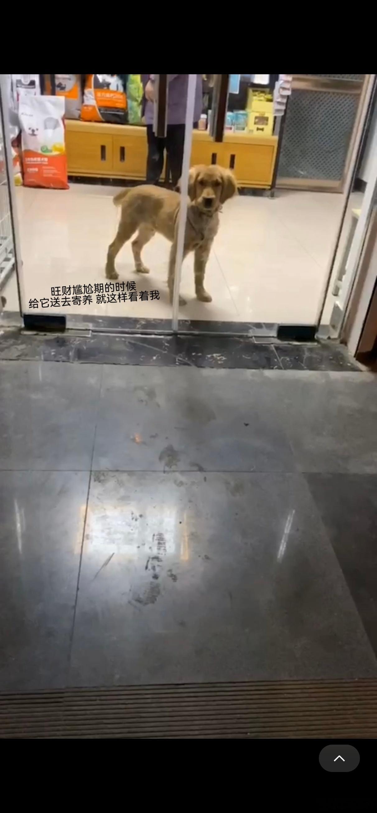 哎呀妈呀看到旺财小时候照片又在这感慨时间过的好快啊真的要拍照记录哇