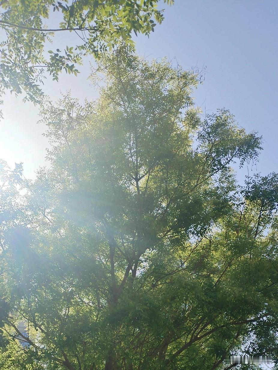 刚从工位上溜出来喘口气，抬头就撞见这片光。太阳被树叶滤成碎金，洒在晃悠悠的叶子上
