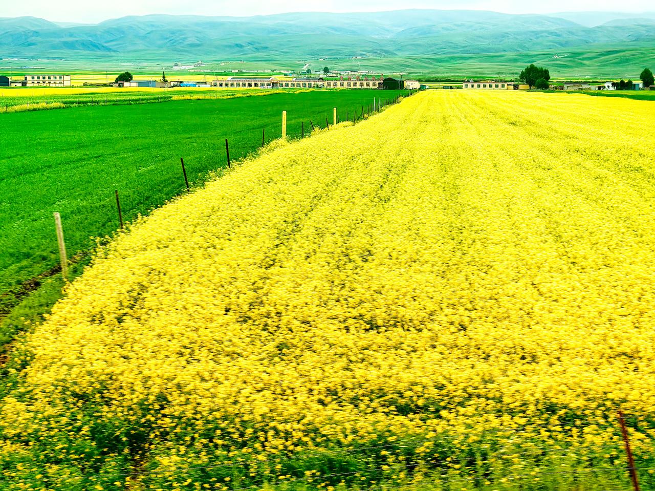 青海门源油菜花铺陈的美丽画卷——
7、8月份，这里正是油菜花绽放的时节。
置身花