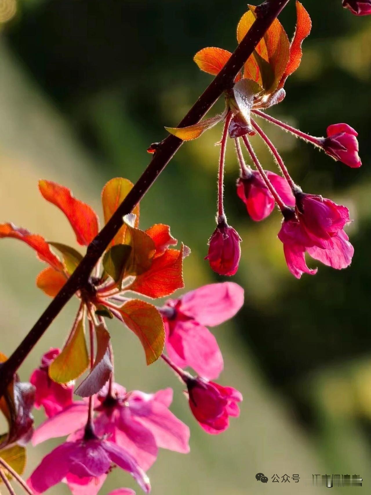 请友赐玉，添色增色。

上联：万紫和春添艳色
下联：？？？？？？？
风有信，花不