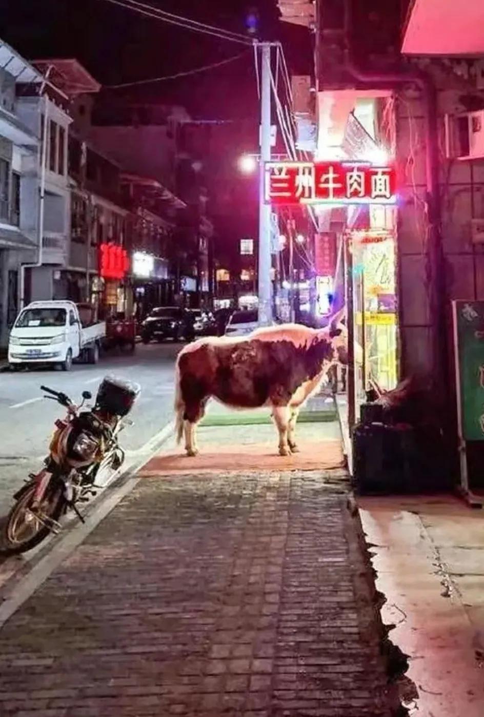 估计牛肉面里应该有牛肉
