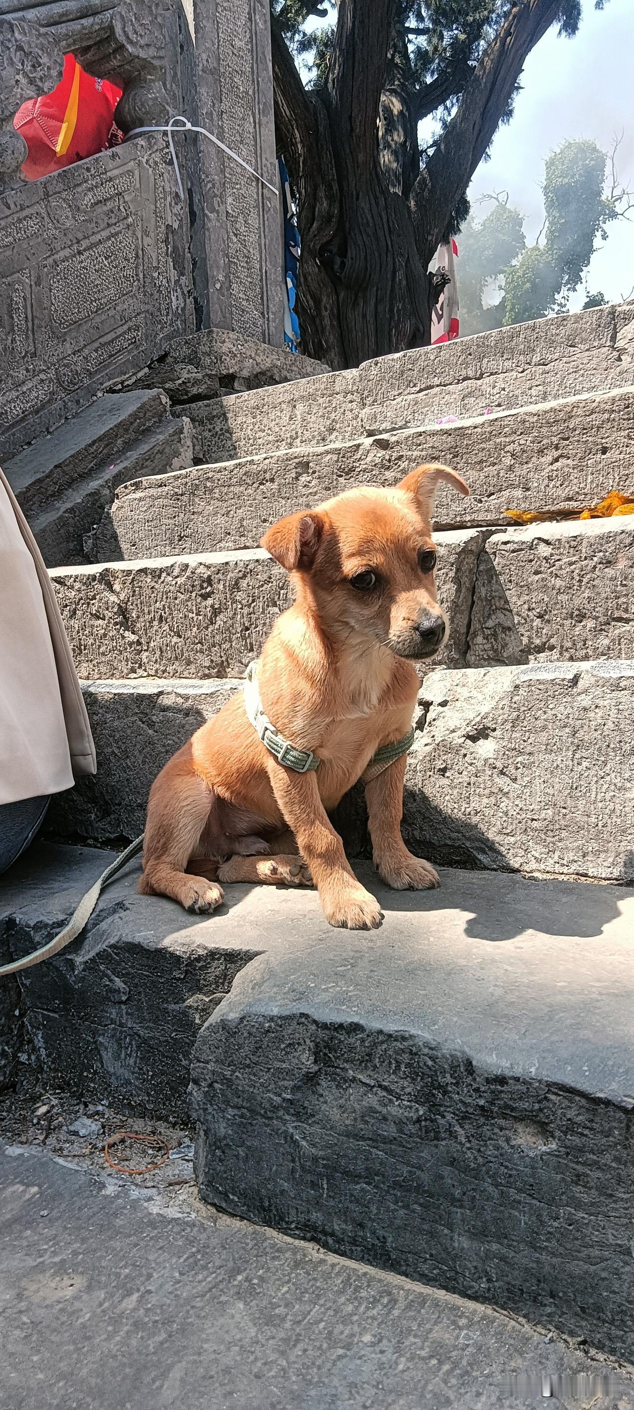 今天爬山的意外惊喜！一只乖乖的小土狗陪我歇脚，安安静静的，一点也不闹。看着它圆溜