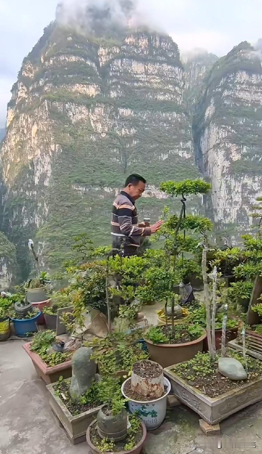 都住在大山里了，还要什么盆景。