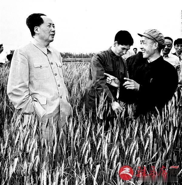 这张照片拍摄于1958年，毛主席下乡视察农事，走入成熟的麦田，认真听取当地干部汇