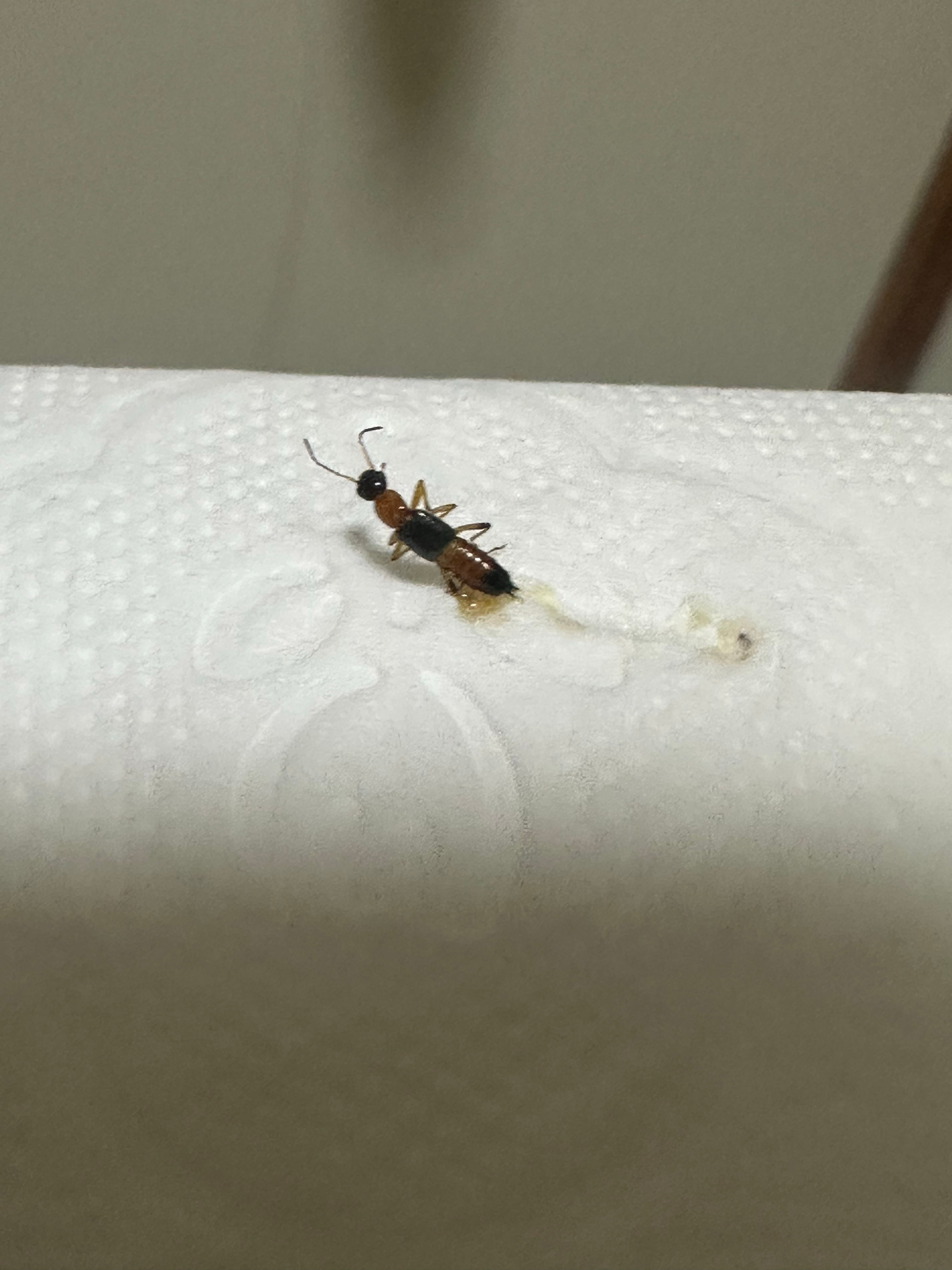还好我生性多疑，先一步弄死它，不然被小猫咪发现，小猫就遭殃了…… 