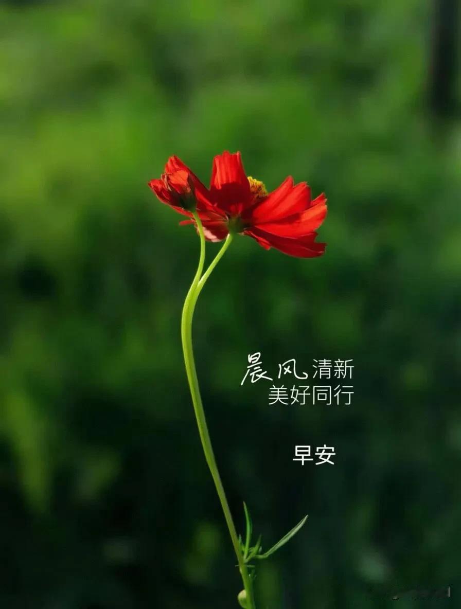 一朵红花立晨风，满目清新皆温柔。
美好一路同行，早安！