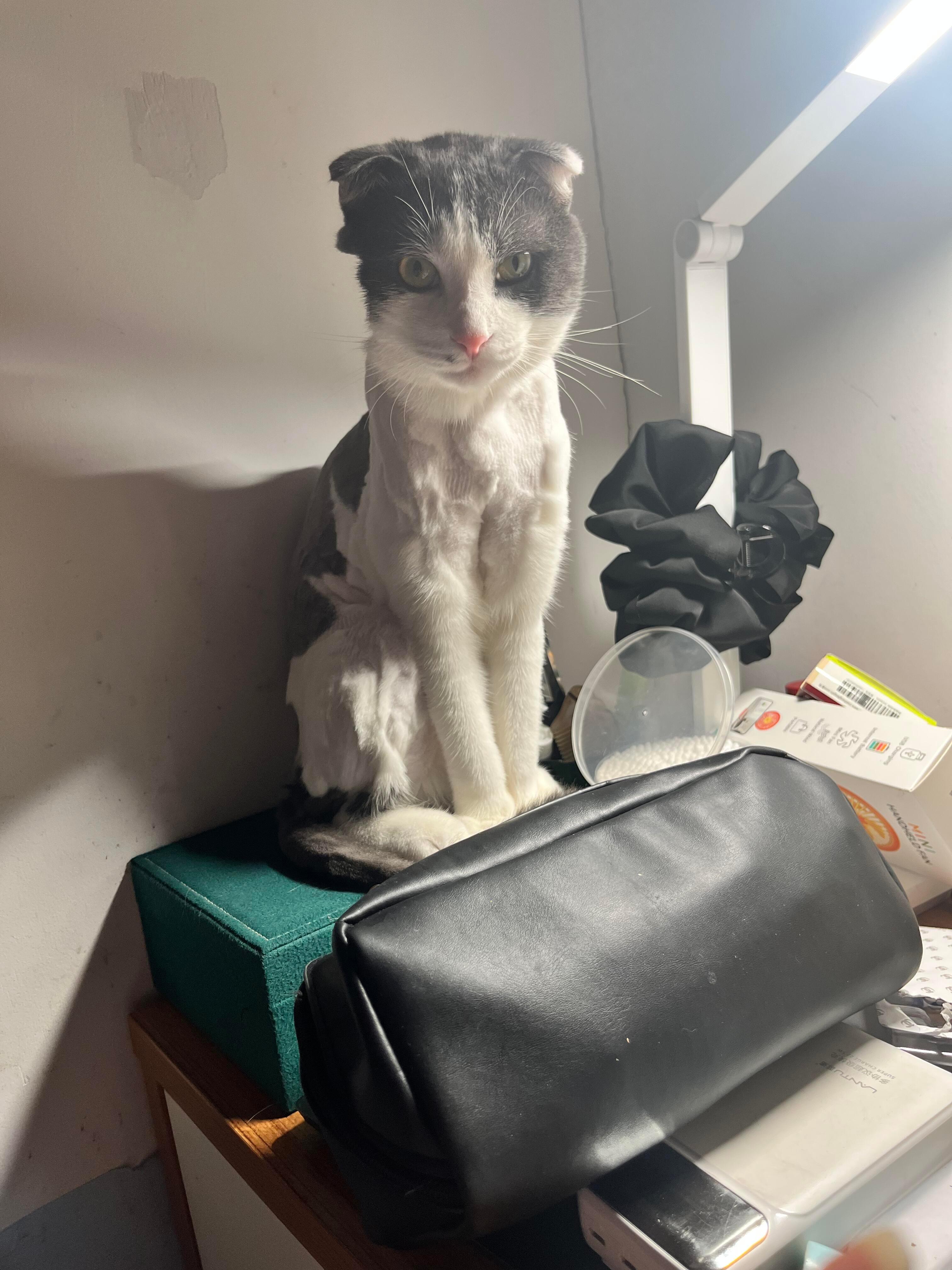 小猫刀削斧凿般的脸 ​​​
