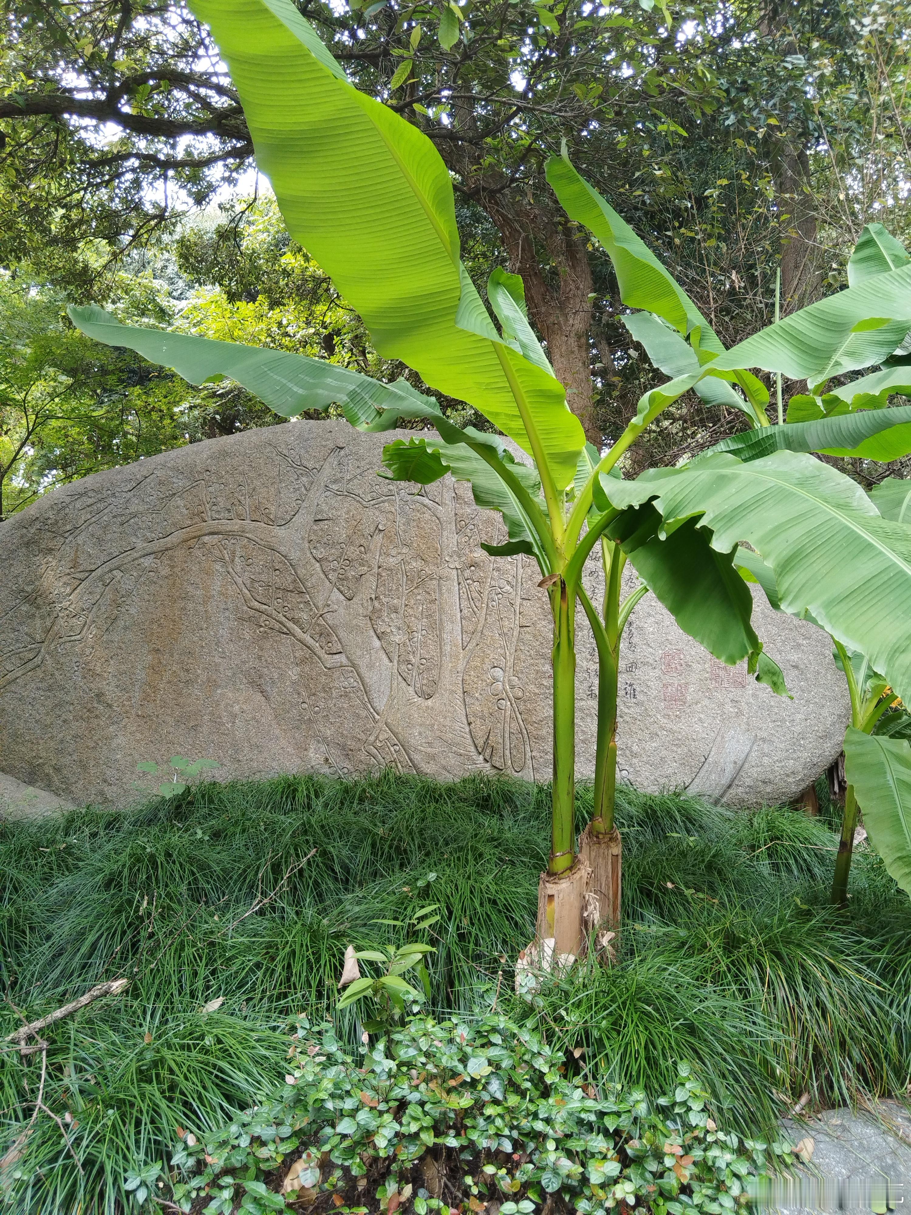 三合局的意义之一通过地支的三合这种链接关系，把三个天干也链接在一起。比如这个八字