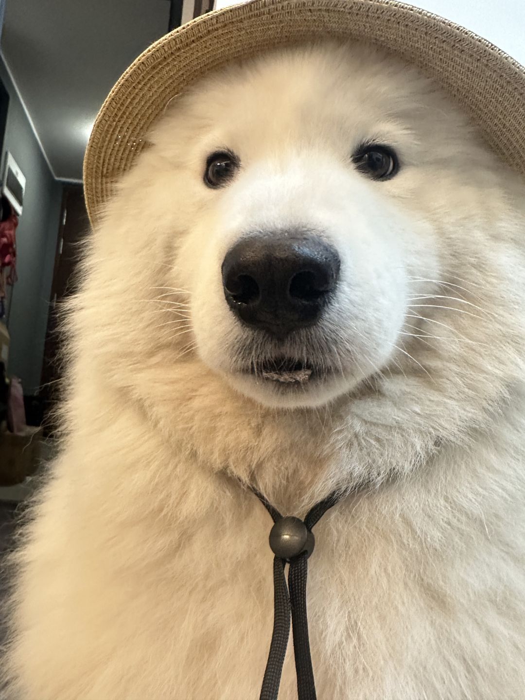 泥嚎，这是我妈妈新给我买的帽子，请夸我耶 