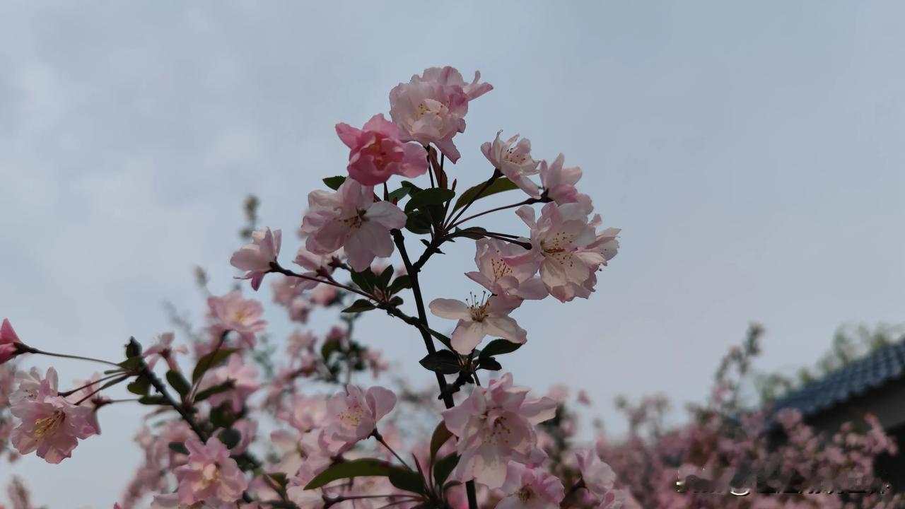 海棠花作为中国传统文化中的名花之一，被誉为“花中神仙”，其美丽和芬芳深受人们喜爱