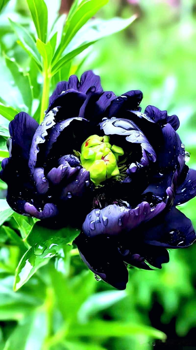 《曹州牡丹》
隋苑根芽唐宋栽，
千年艳色压芳埃。
九霞织就千层锦，
十态妆成万蕊