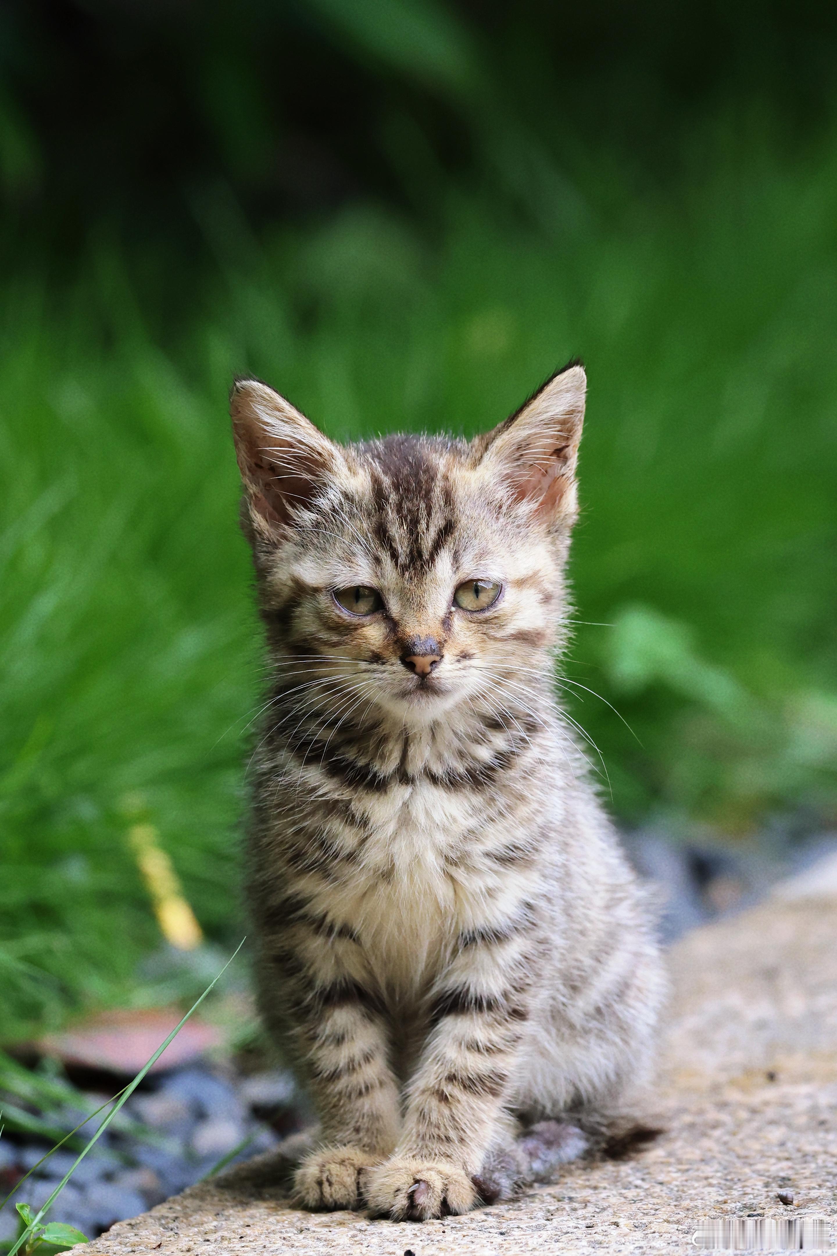 下午看窗外突然放晴就在小区里走了一圈！一只小奶猫见我镜头对准它居然不怕人不跑而是