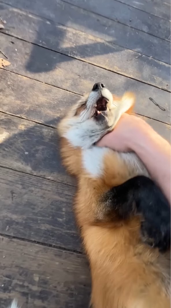 狐狸[超话] 阿丽莎不是猫又是猫 ​​​