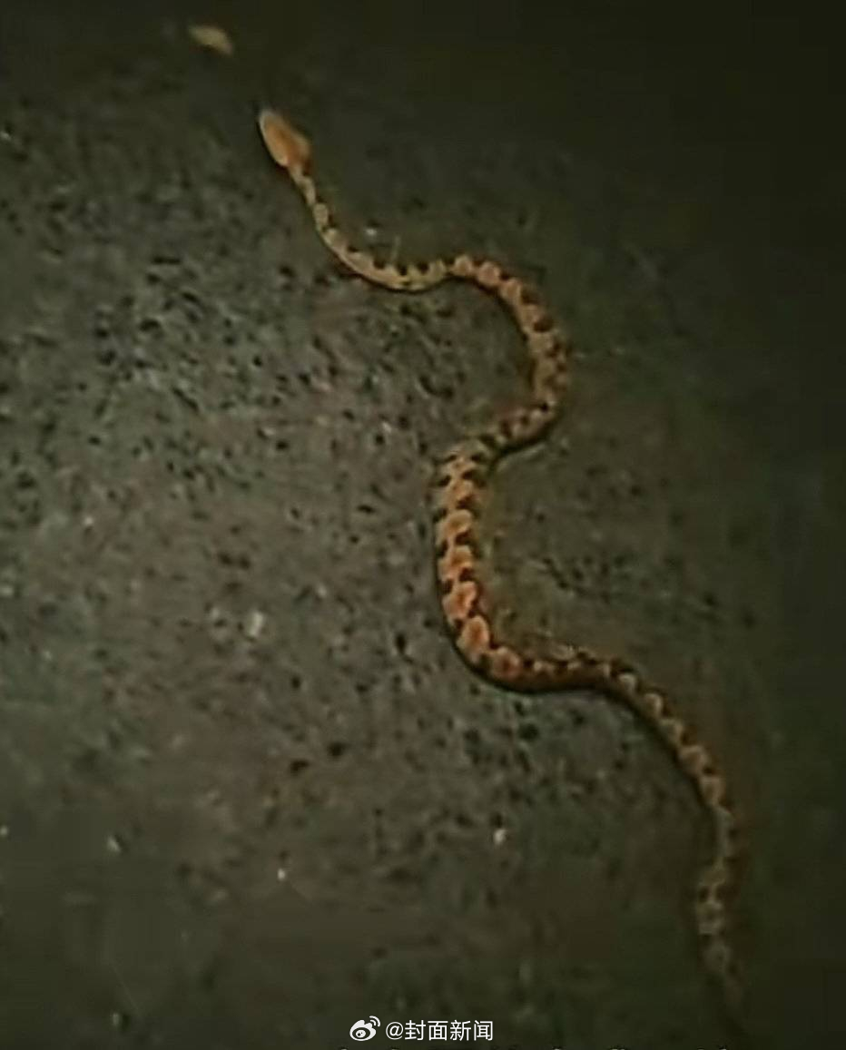 【#四川乐山一小区蛇患多年未除#，#居民称小区有蛇出没吓得脚打闪闪#】连日来，四