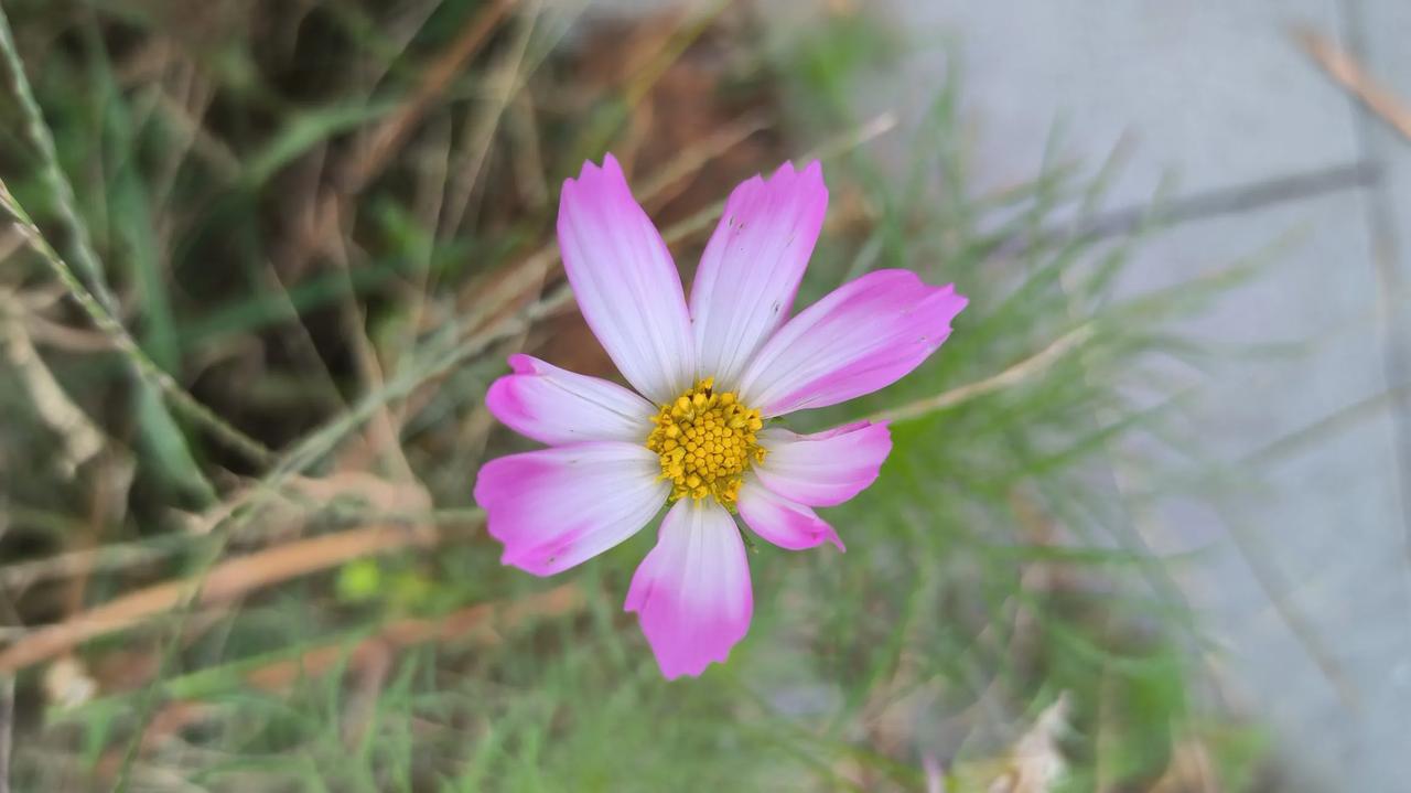 #那些好看的花花草草#