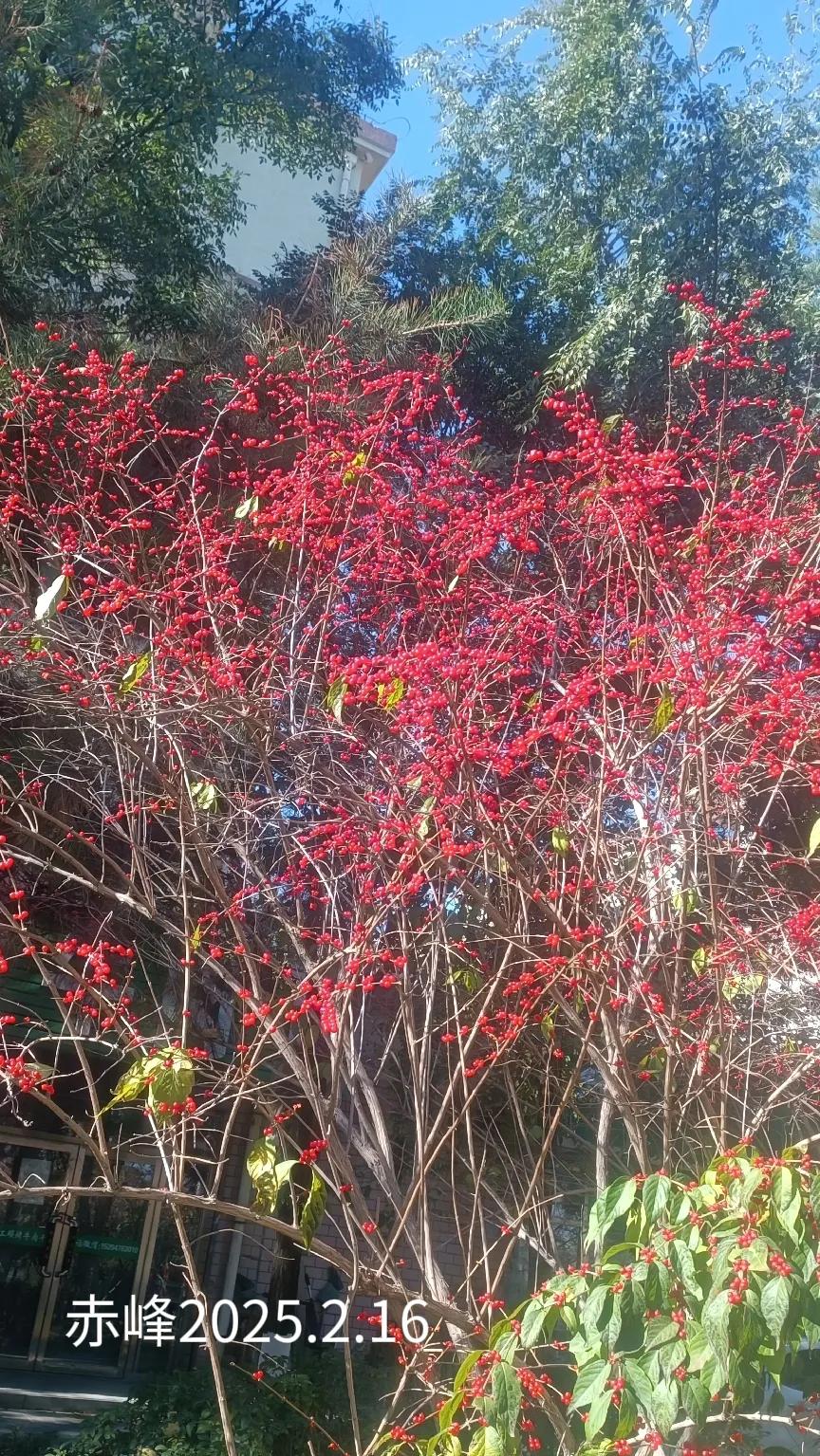 晒晒你拍的树照随手拍，路边树照。